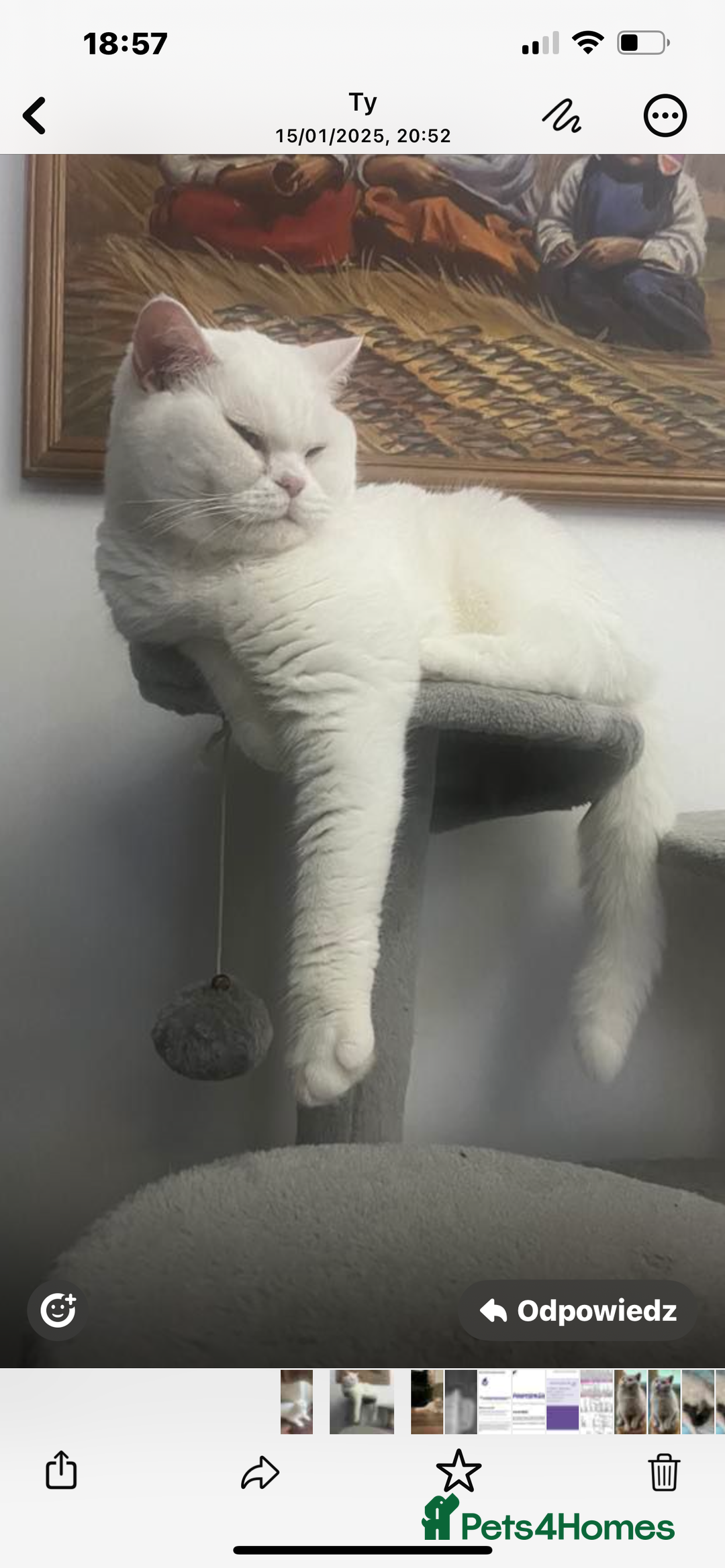 British Shorthair cats for sale: Gorgeus GCCF British Shorthair kittens - Image 9