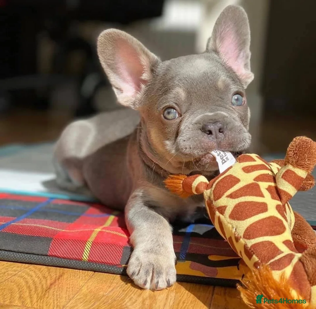 French Bulldog dogs for stud: BEAUTIFUL LILAC AND TAN FRENCH BULLDOG in Sunderland - Advert 22