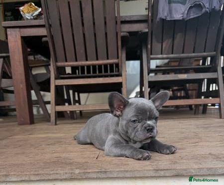 French Bulldog dogs French Bulldog Puppies for sale - blue left - Advert 2