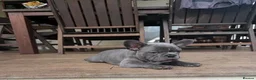 French Bulldog dogs for sale: French Bulldog Puppies for sale - blue left - Advert 1