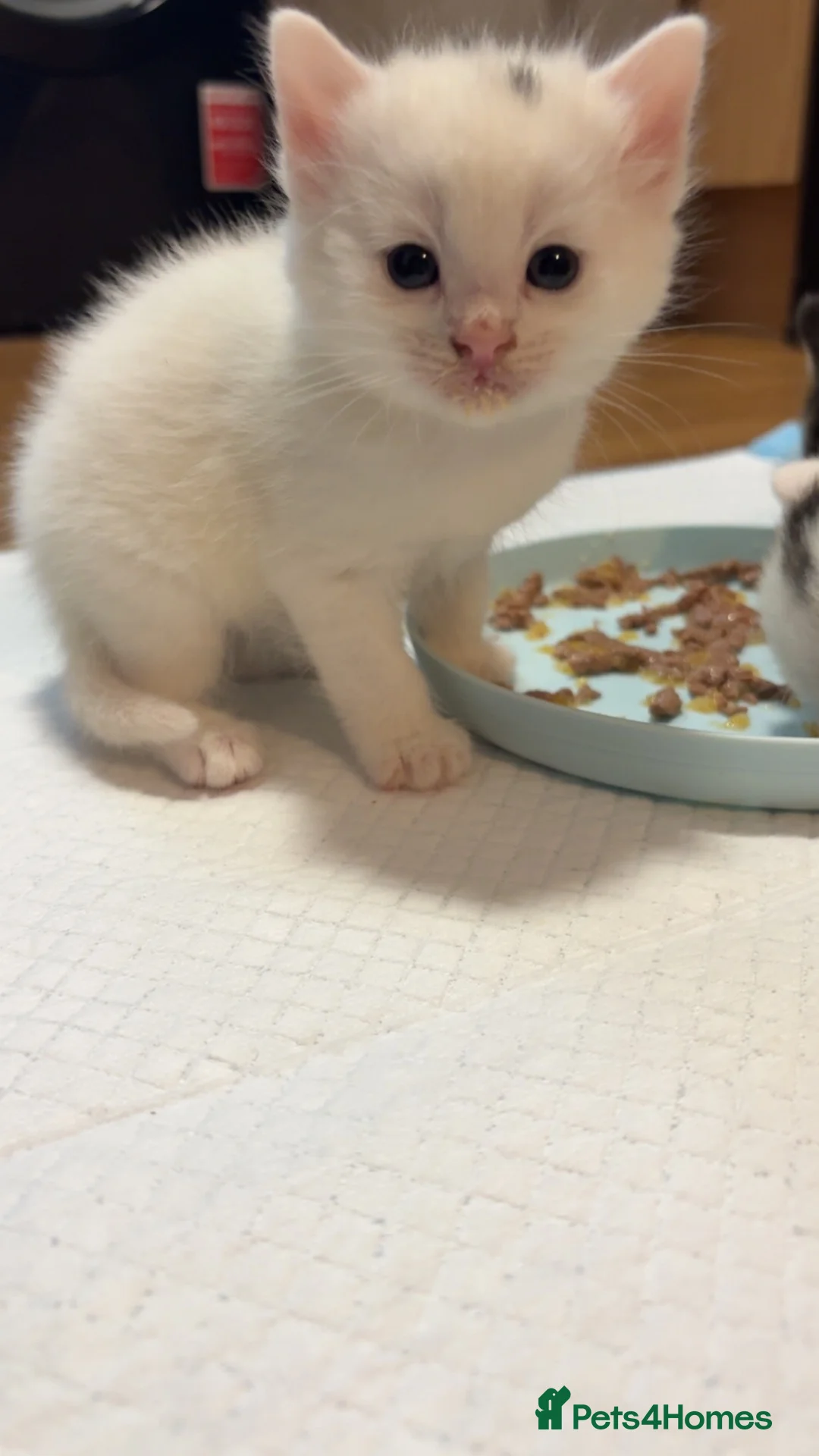 Mixed Breed cats for sale: WHITE BOY KITTEN - Advert 2