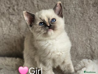 Ragdoll cats - Advert 28