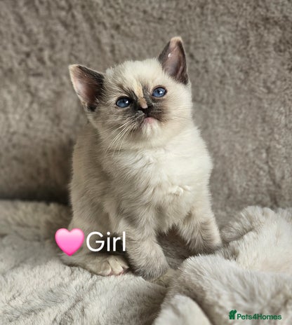 Ragdoll cats - Advert 1