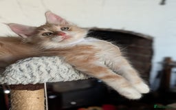 Maine Coon cats for sale: Maine coon babies  - Image 21