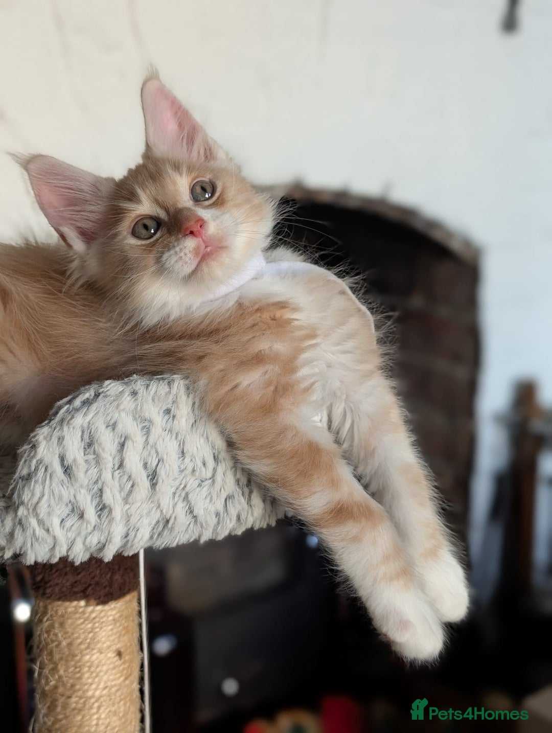 Maine Coon cats for sale: Maine coon babies  - Image 21