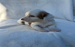 Cocker Spaniel dogs for sale: Beautiful kc registered cockerspaniel puppies  - Image 23
