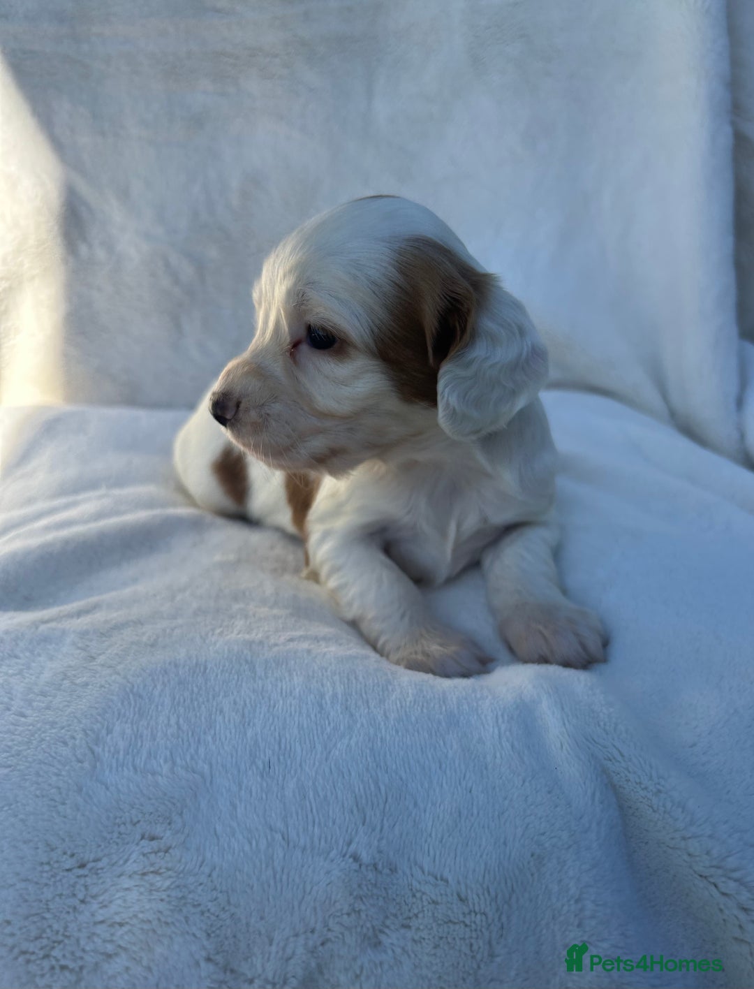 Cocker Spaniel dogs for sale: Beautiful kc registered cockerspaniel puppies  - Image 23