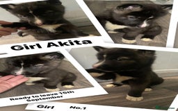Huskita dogs for sale: Akita puppies  - Image 5