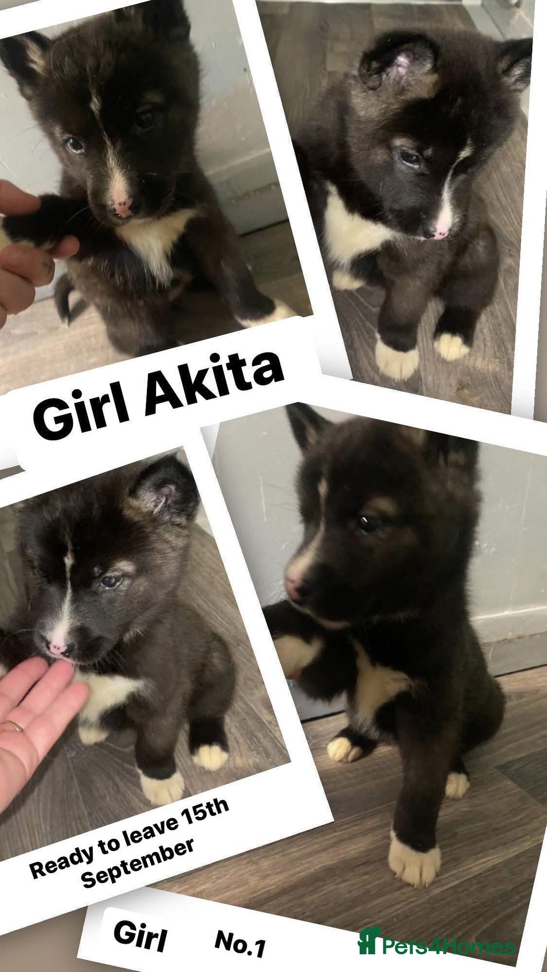 Huskita dogs for sale: Akita puppies  - Image 5