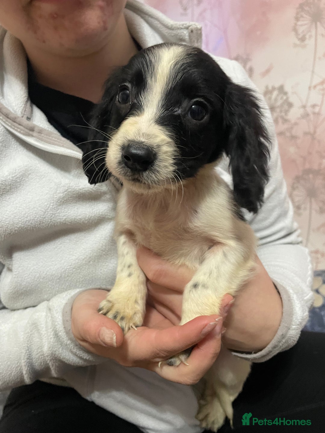 Sprocker dogs for sale: Sprocker Spaniel Puppies - Advert 7