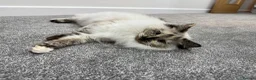 Ragdoll cats for sale: Beautiful Ragdoll Bella in Horsham - Advert 6