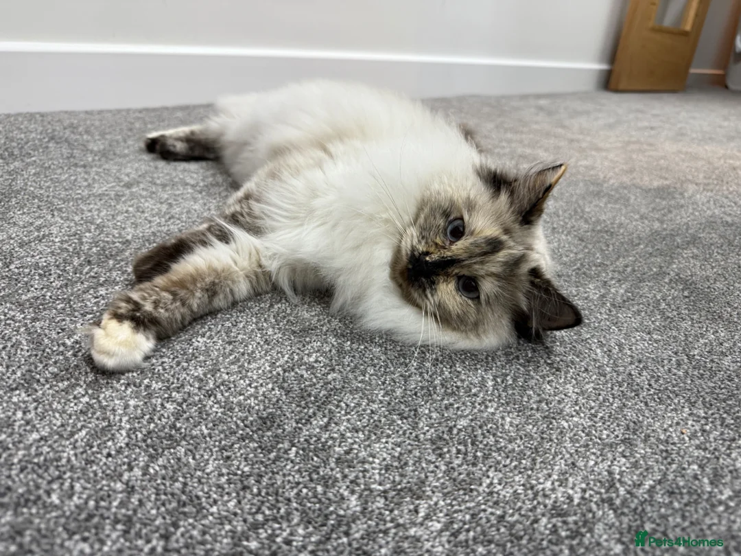 Ragdoll cats for sale: Beautiful Ragdoll Bella in Horsham - Advert 6