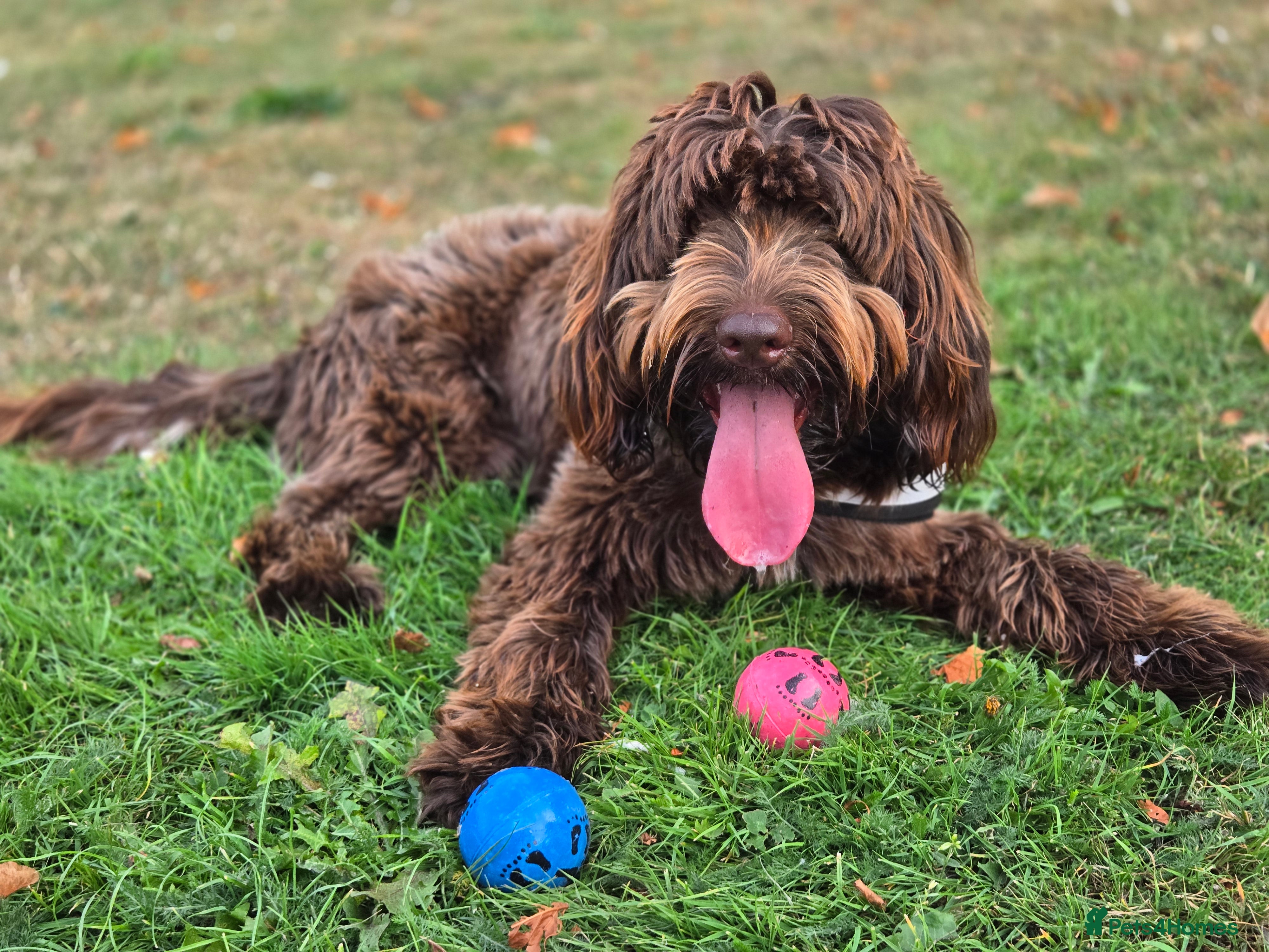 Cockapoo dogs Mr ollie - Advert 5