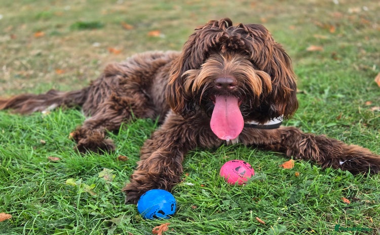 Cockapoo dogs - Advert 12