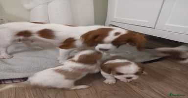 Cavalier King Charles Spaniel dogs - Advert 6