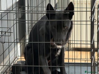 Mixed Breed dogs Ralphy my german shepherd cross border collie - Advert 1