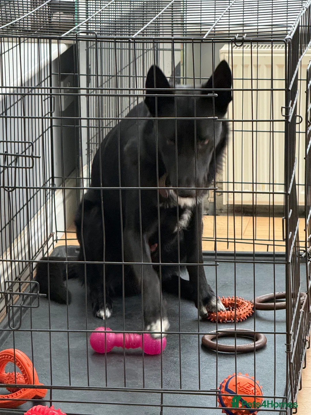 Mixed Breed dogs for sale: Ralphy my german shepherd cross border collie - Advert 1