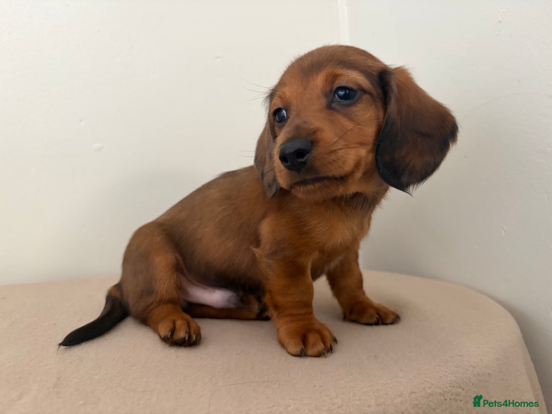 Miniature Dachshund dogs for sale: Red miniature Dachsund’s  - Image 7