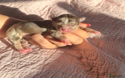 Chihuahua dogs for sale: Chocolate Merle Longhair Chihuahua,1boy 1girl left - Image 3