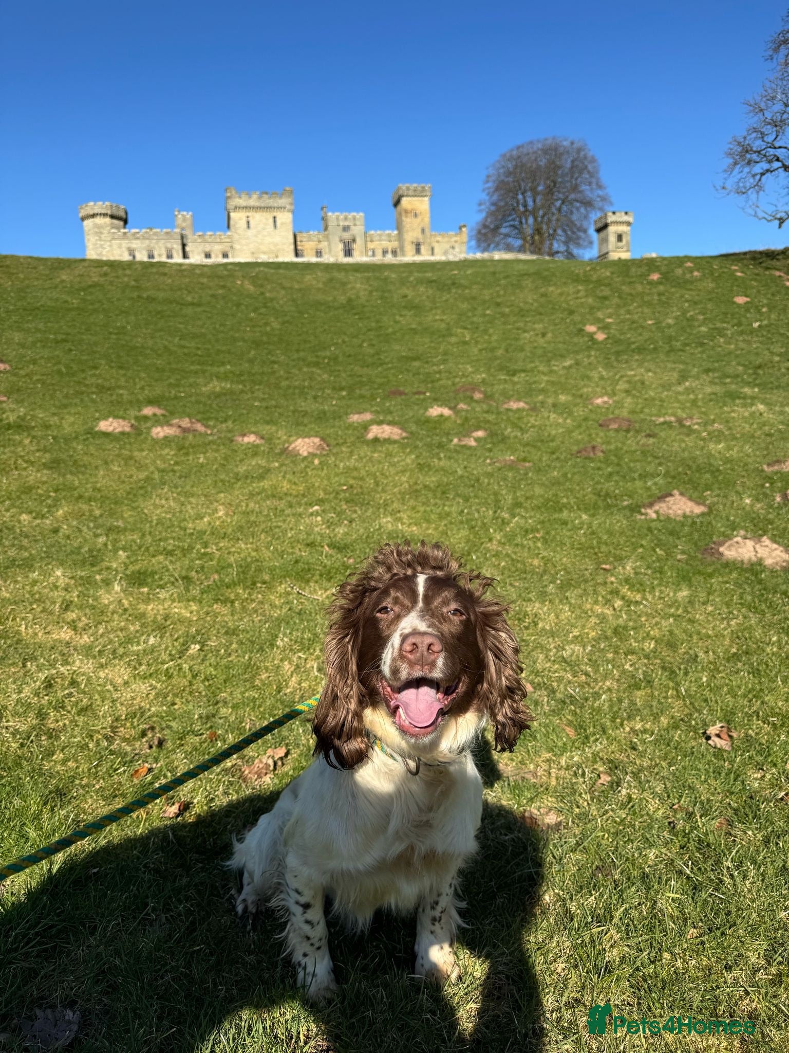 English Springer Spaniel dogs Springer spaniel - Advert 4