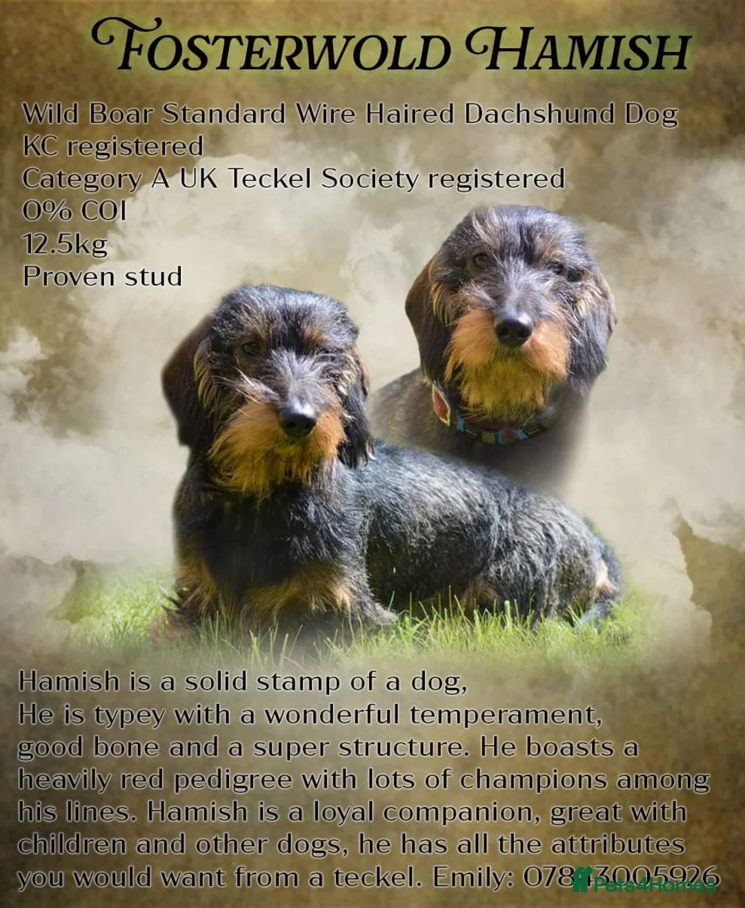 Dachshund dogs for stud: CHAMPION LINES 0% COI WIREHAIRED DACHSHUND STUD  in Stockton-on-Tees - Advert 5