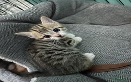 British Shorthair cats for sale: 4 kittens for sale: 3 girls 1 boy mixed coats  - Image 13