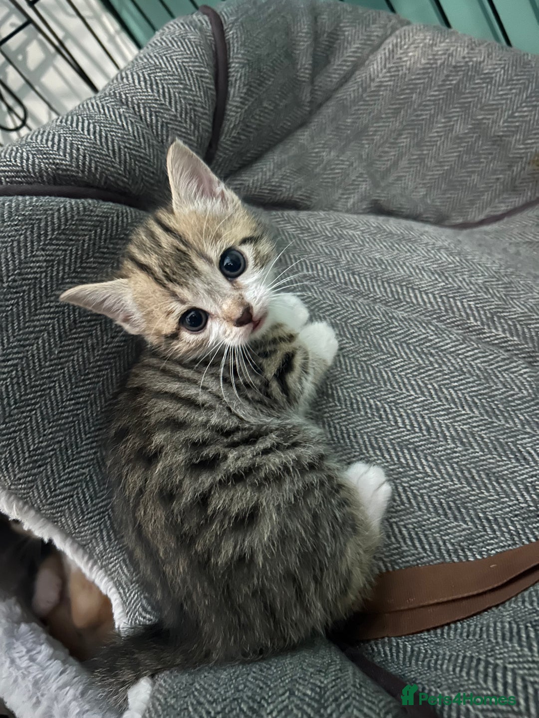 British Shorthair cats for sale: 4 kittens for sale: 3 girls 1 boy mixed coats  - Image 13