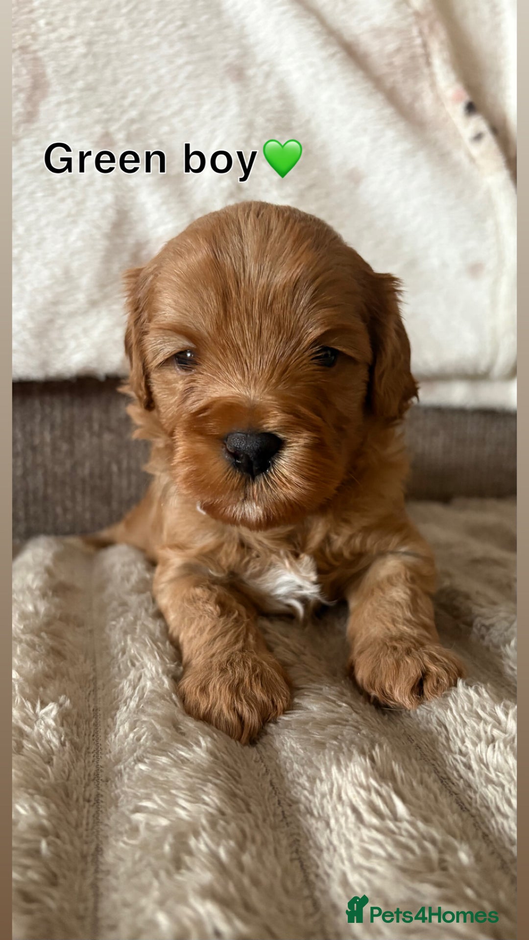 Cavapoo dogs for sale: Beautiful F1b red Cavapoo’s  - Advert 7