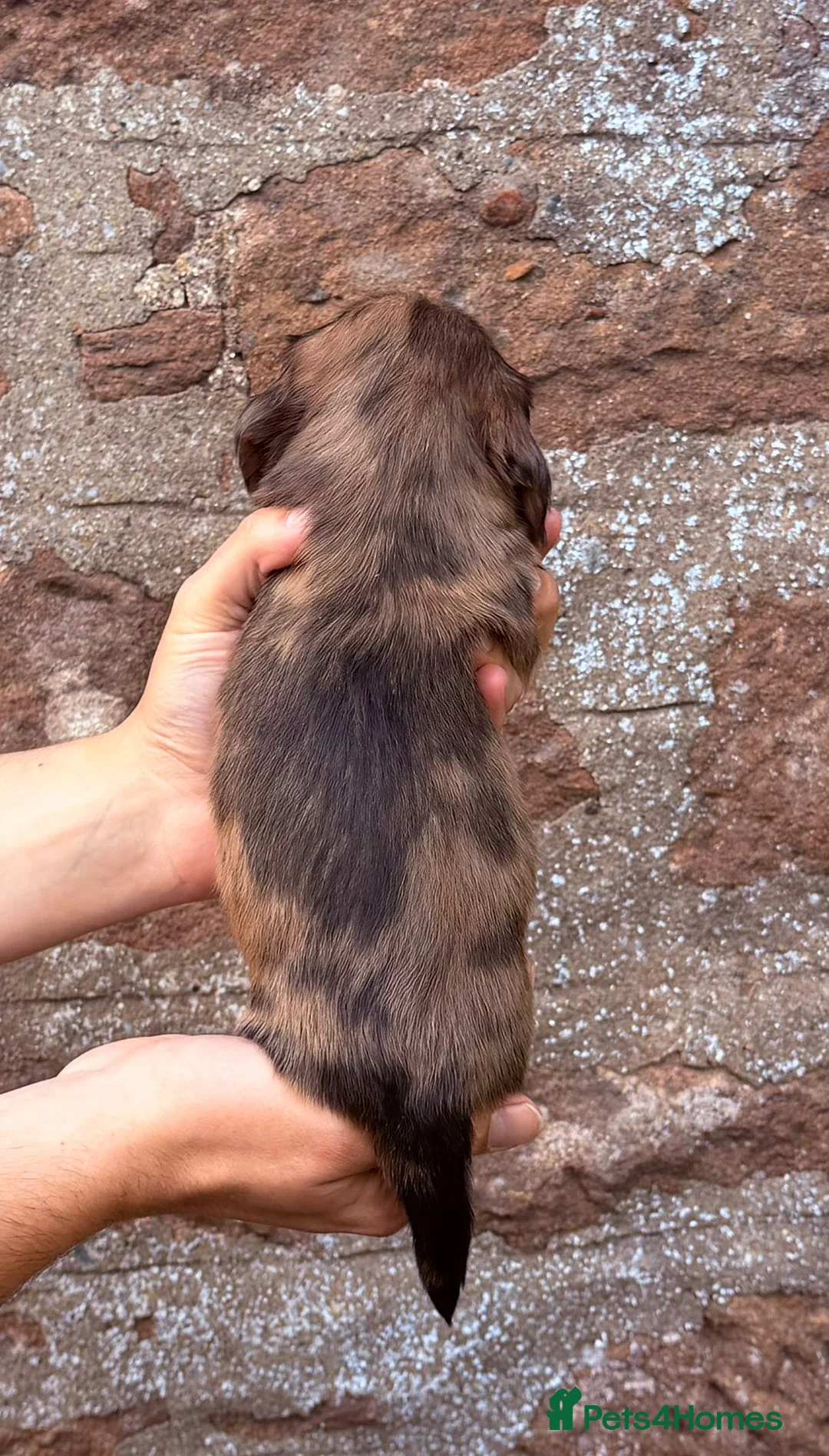 Miniature Dachshund dogs for sale: 🐾 Miniature Dachshund Short/long Pups For Sale 🐾 - Advert 2