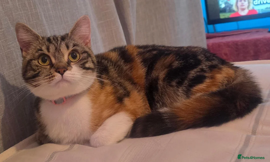 Persian cats for sale: Persian x calico x Tabby mix - Advert 2