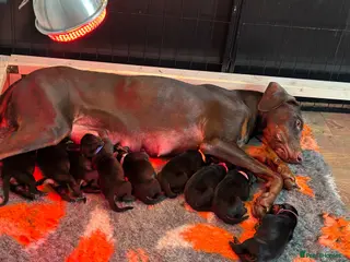 Dobermann dogs 6 Dobermann puppies LEFT born 20th april - Advert 4