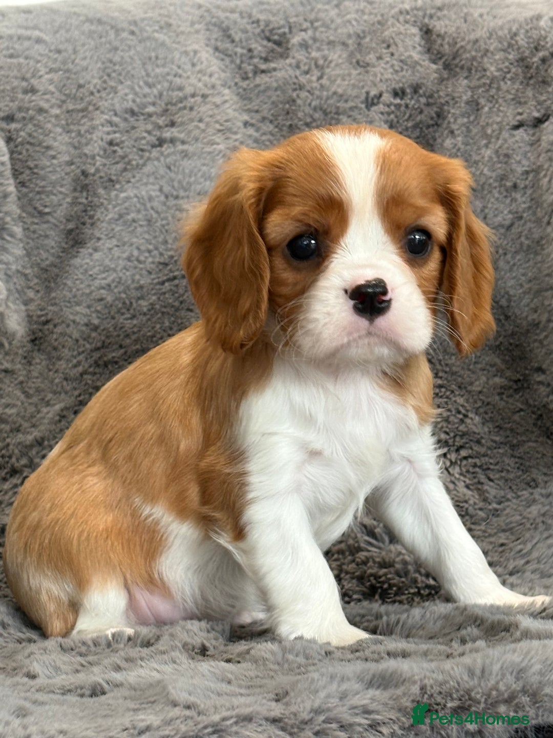 Cavalier King Charles Spaniel dogs for sale: Health Tested cavalier puppies  - Image 14