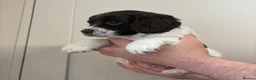 English Springer Spaniel dogs for sale: 1 Springer boy  - Advert 5