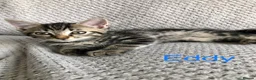 Mixed Breed cats for sale: Kittens for sale  in Hungerford - Advert 6