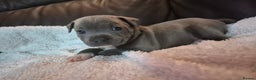 Staffordshire Bull Terrier dogs for sale: Eight gorgeous staffy puppies. - Advert 17