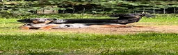 Miniature Dachshund dogs for sale: 3 beautiful minis!  - Advert 2