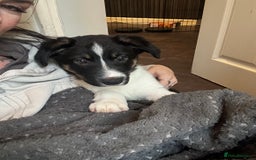 Border Collie dogs for sale: Collie pups - Image 1
