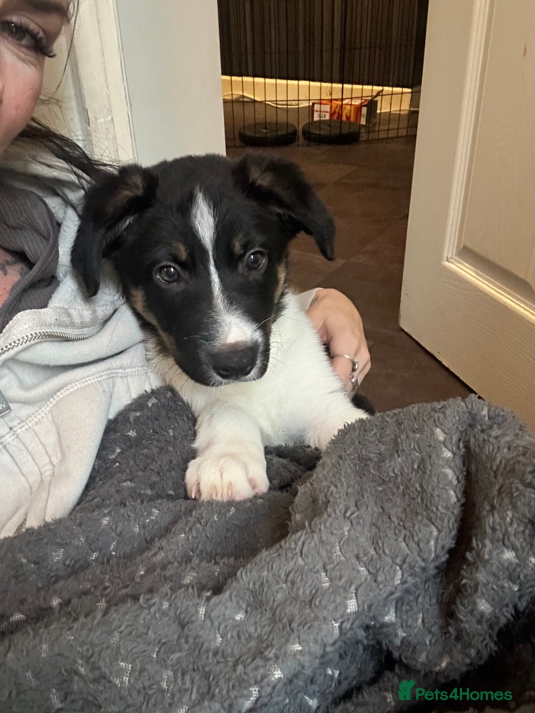 Border Collie dogs for sale: Collie pups - Image 1