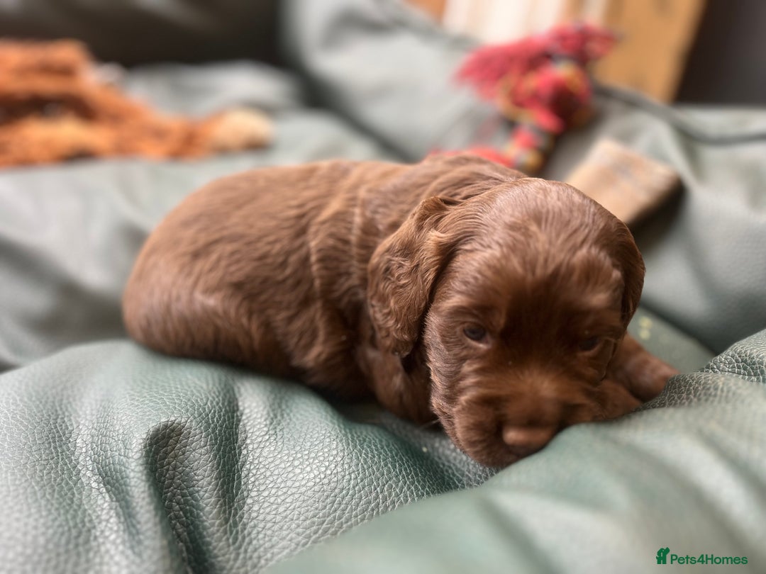 Cocker Spaniel dogs for sale: Gorgeous KC Cocker Boy - Image 3