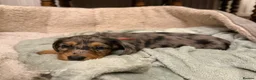 Dachshund dogs for sale: 4 KC Standard Long Haired Dachshund Puppies - Advert 14