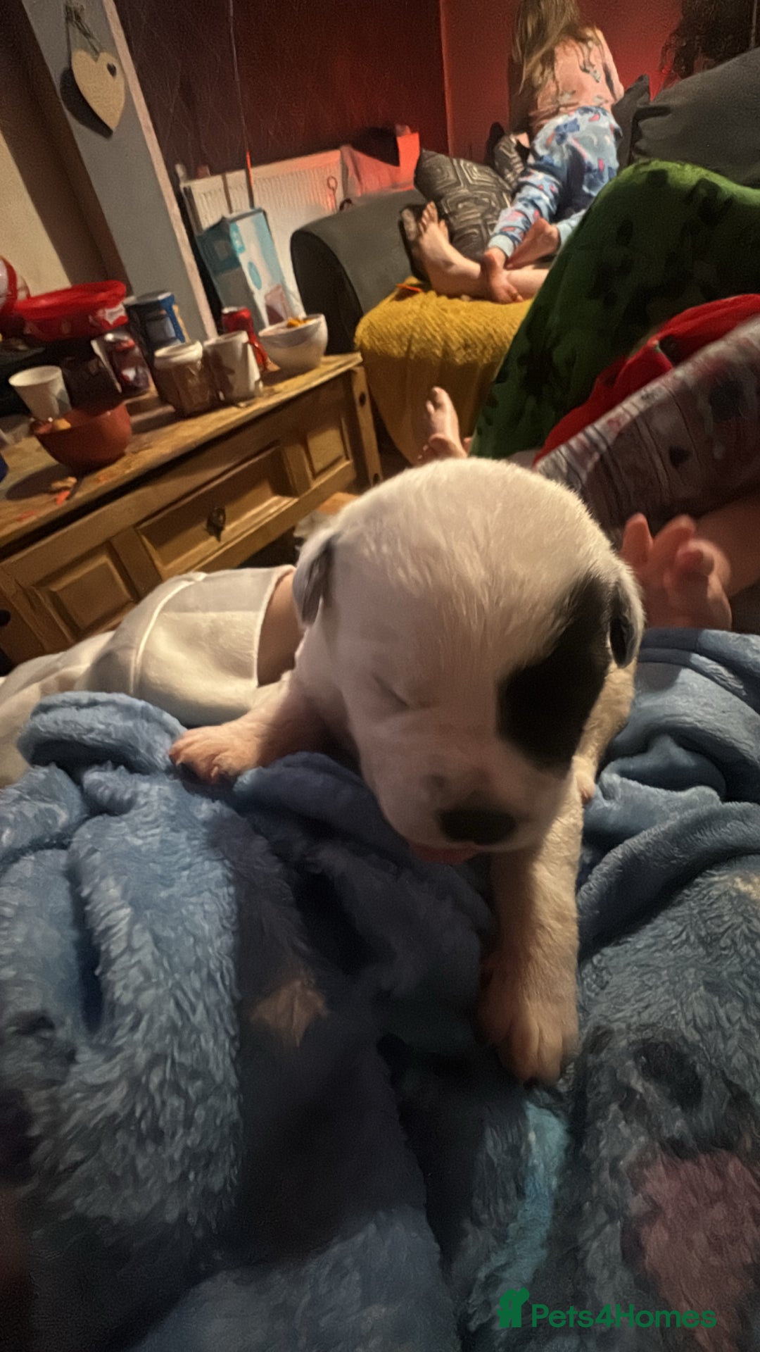 Mixed Breed dogs for sale: Puppys for sale  - Advert 7