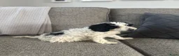 Cockapoo dogs for sale: 5x beautiful F1 cockapoo puppies  in Newbury - Advert 7
