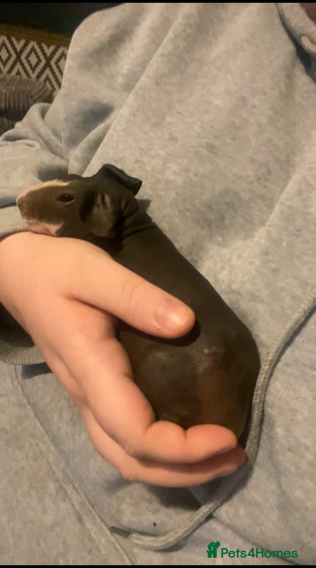 Guinea Pig rodents for sale: Skinny pigs  - Advert 2