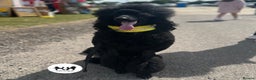 Standard Poodle dogs for stud: Proven Black and Cream Standard Poodles for stud - Advert 9