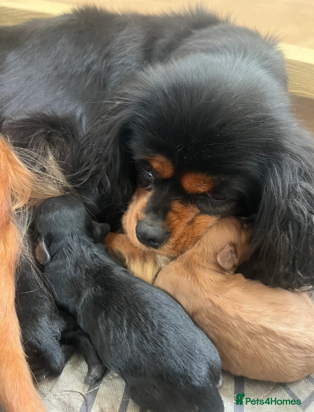 Cavapoo dogs for sale: Adorable Cavapoo Puppies - Advert 10