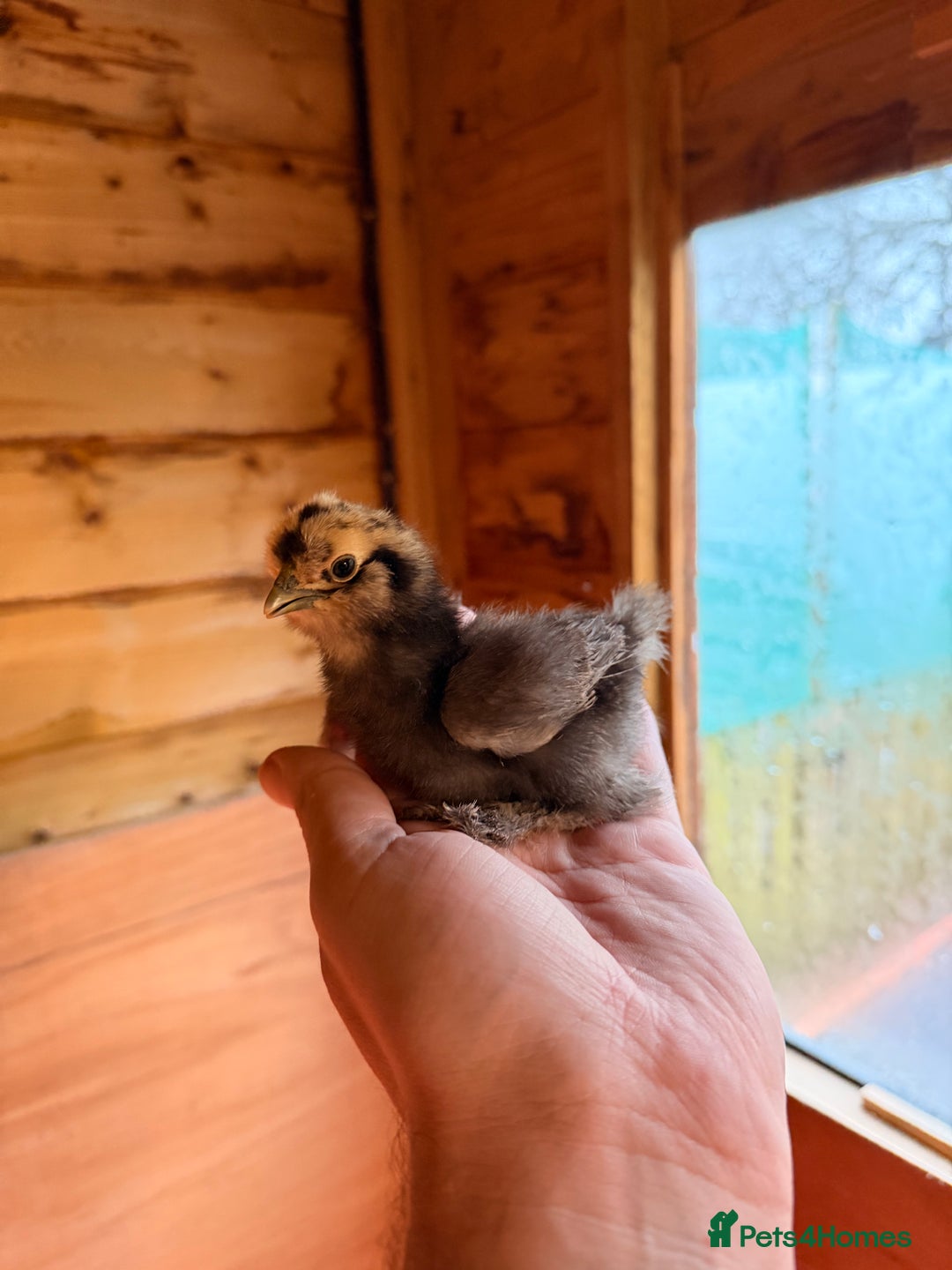 Chickens poultry for sale: Silkie Chickens - Advert 2