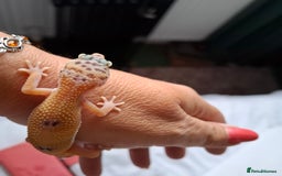 Gecko reptiles for sale: Leopard gecko babies - Image 12