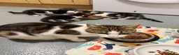 Domestic Shorthair cats for sale: ❤️🩵 Beautiful Kittens 🩵❤️ - Advert 2