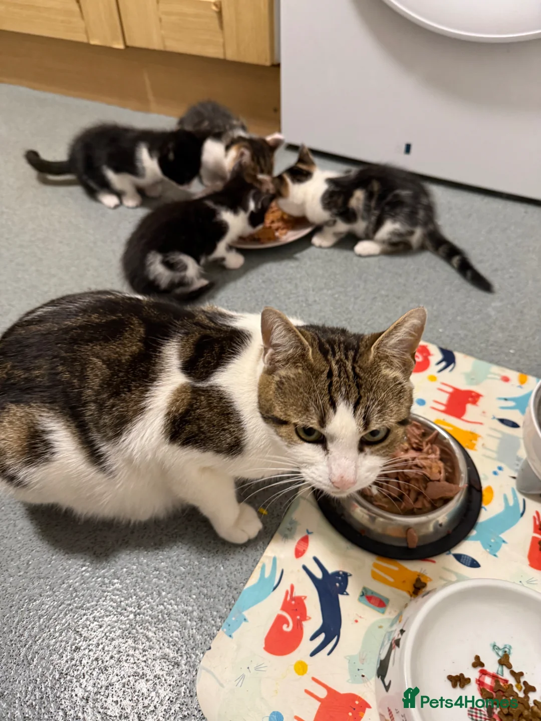 Domestic Shorthair cats for sale: ❤️🩵 Beautiful Kittens 🩵❤️ - Advert 2