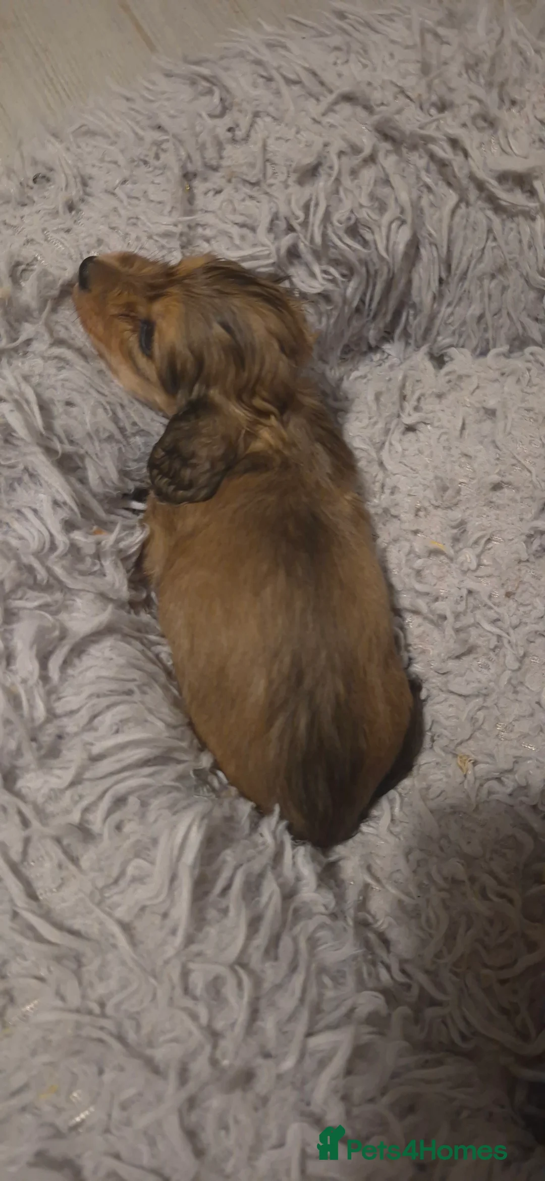 Dachshund dogs for sale: Miniature dachshund shaded cream girls - Advert 10